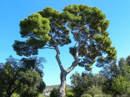 Côte d’Azur Nizza