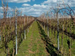 Burkheim am Kaiserstuhl